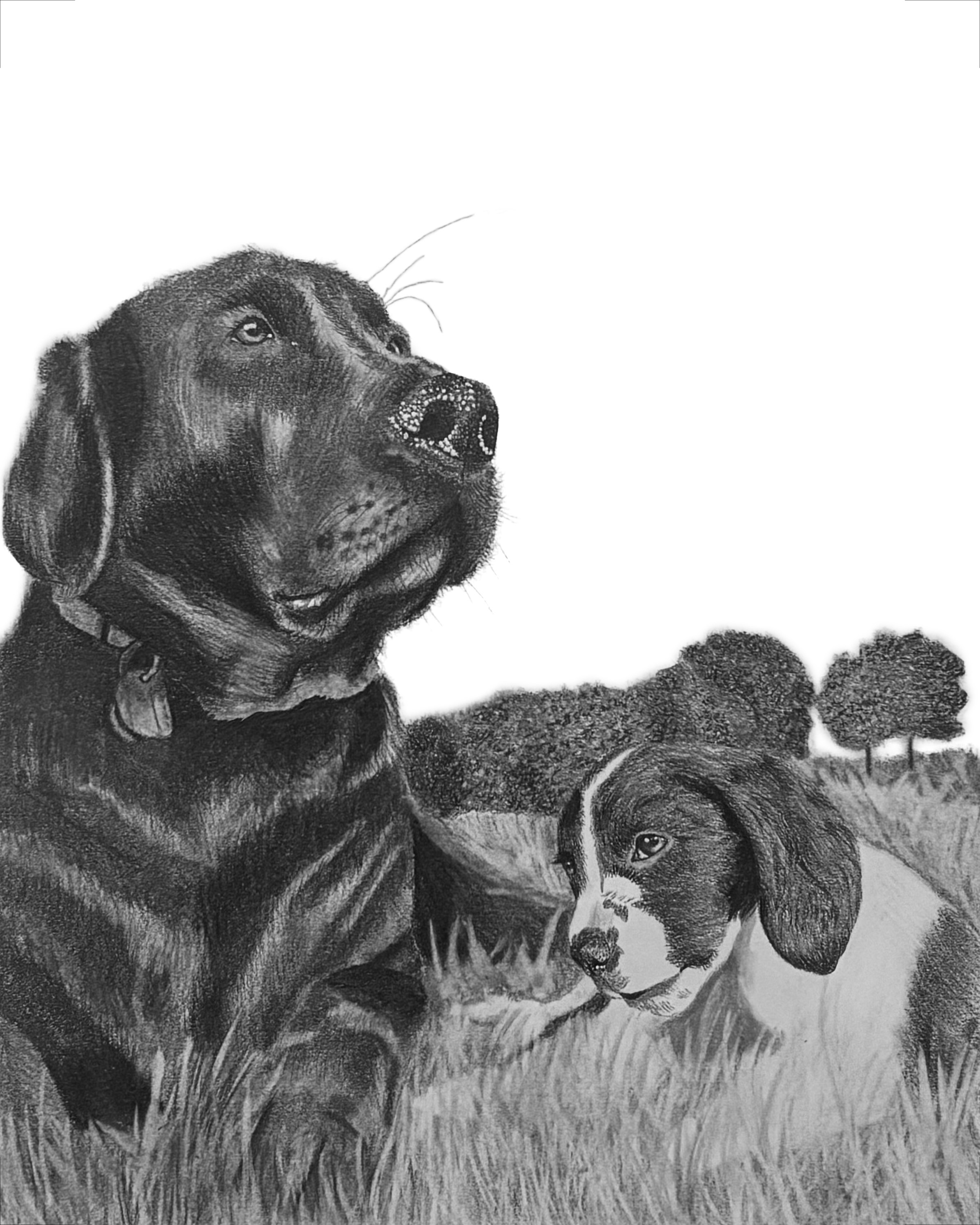 Graphite lab drawing